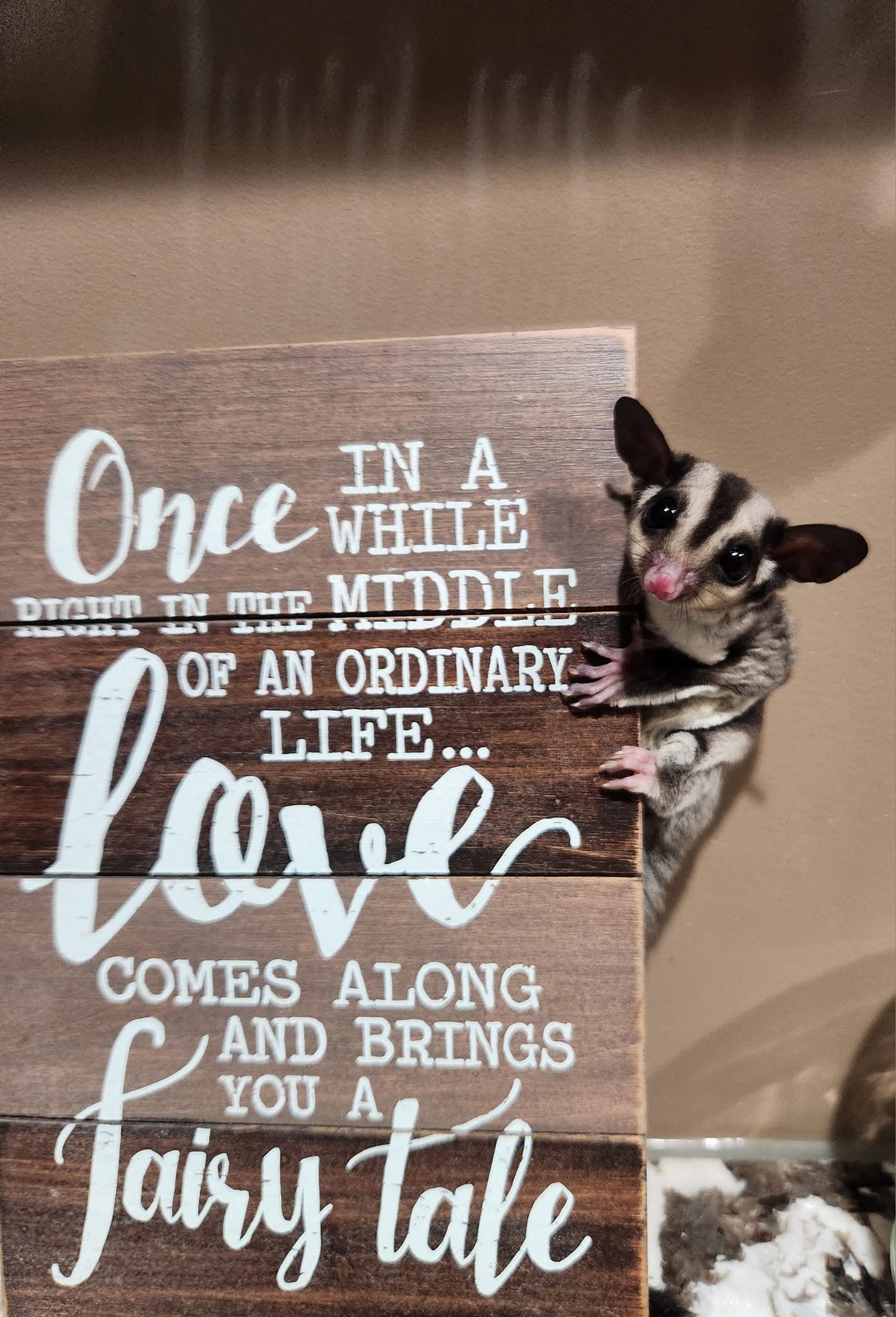 Sugar glider beside a decorative sign